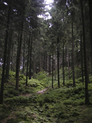 Teutoburger Wald, 11.7.2004